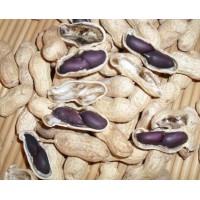 【供】定購(gòu)黑花生種子